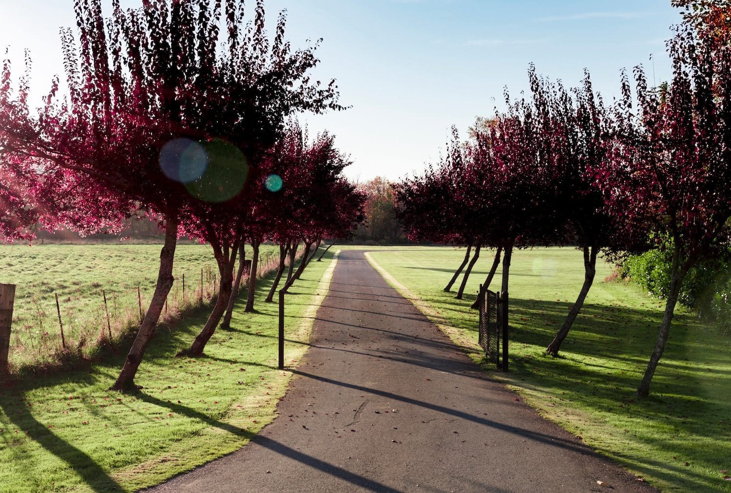 Tree lined driveway with a gate in the late afternoon in the countryside with a fenced field